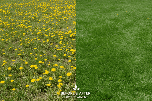 How to Kill Dandelion Weeds in Canada: Before and after lawn treatment showing dandelions removed.