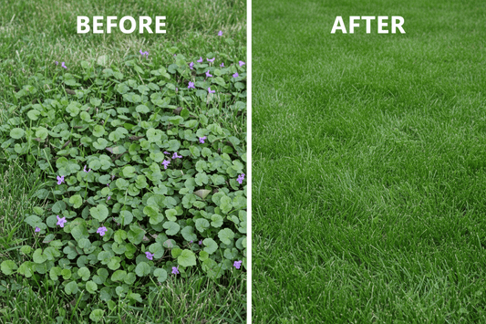 Before and after results of removing Creeping Charlie weed from a lawn.